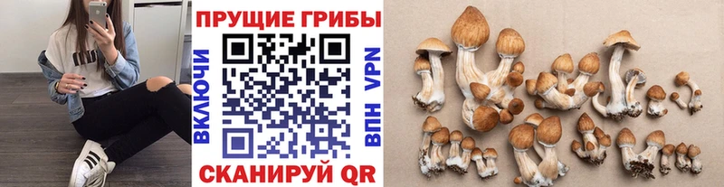 где можно купить   Нефтекамск  Псилоцибиновые грибы MAGIC MUSHROOMS 